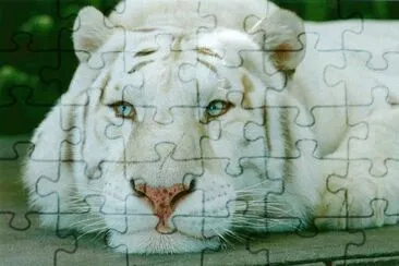 528252_321577491284558_557200944_n jigsaw puzzle