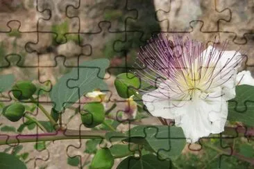 Flor e semente de Alcaparra jigsaw puzzle