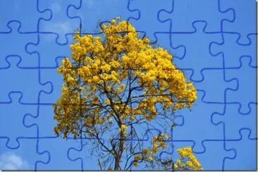 Mata AtlÃ¢ntica - IpÃª amarelo jigsaw puzzle