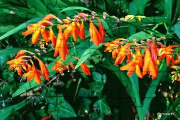 fleurs: crocosmias