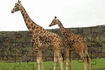 Girafas