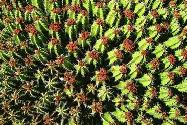 Cactus jigsaw puzzle