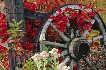 Wheel from a old Cart