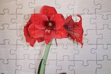 red flower jigsaw puzzle