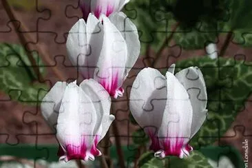 cyclamen