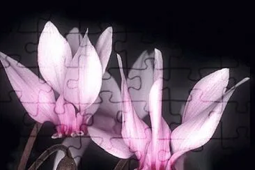 cyclamen jigsaw puzzle