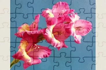 glaieul jigsaw puzzle