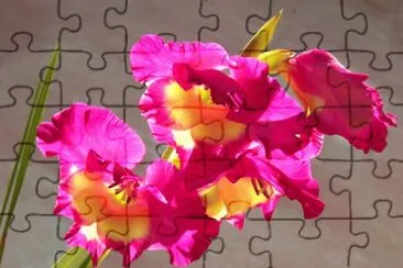 glaieul jigsaw puzzle