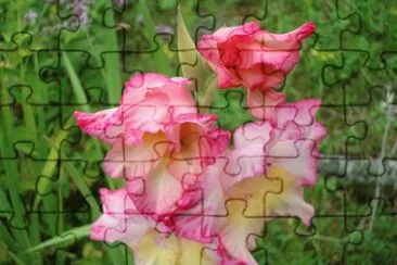 glaieul jigsaw puzzle