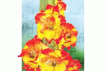 glaieul jigsaw puzzle