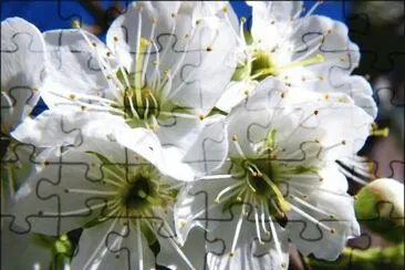 fleurs de prunier