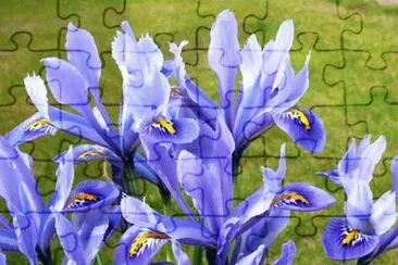 fleurs: iris