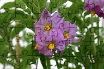 fleurs de pommes de terre