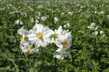 fleurs de pommes de terre