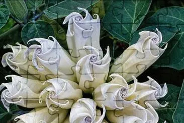 fleurs: datura