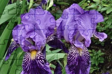 fleurs: iris