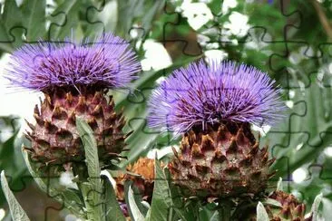 fleurs d 'artichaut