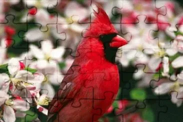 aves del mundo jigsaw puzzle