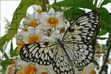 Cabbage White jigsaw puzzle