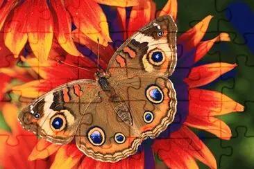 Butterfly jigsaw puzzle