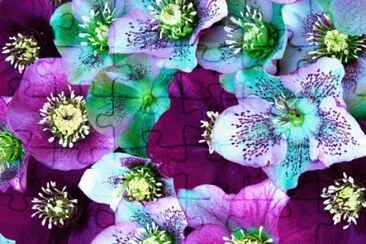 Heliborus Flower jigsaw puzzle