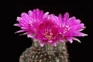 fleur de cactus