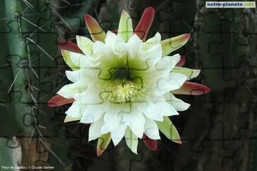 fleur de cactus