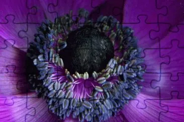 Purple Anemones jigsaw puzzle