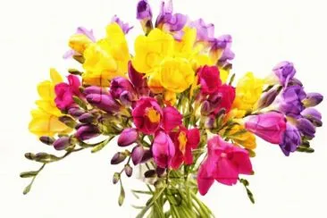 Freesia Bouquet jigsaw puzzle