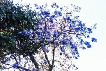 ARBOL JACARANDAS jigsaw puzzle