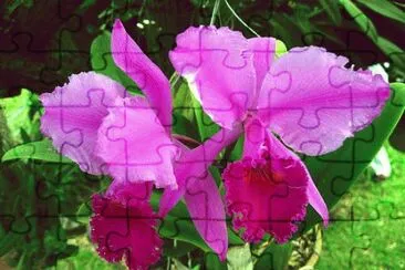 BELLEZA NATURAL jigsaw puzzle