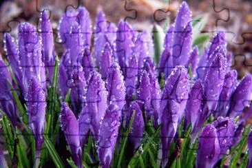 Morning Dew on Purple Spring Blossoms