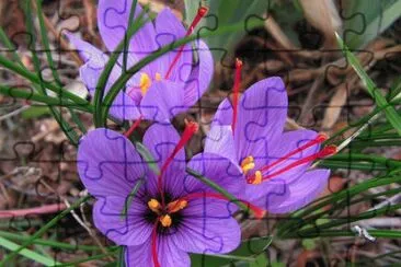 Purple Crocus  with Natural  Red Saffron