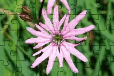 fleur de coucou jigsaw puzzle