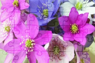 Hepatica jigsaw puzzle