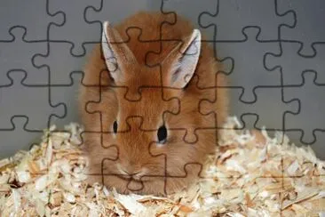 lapin nain jigsaw puzzle