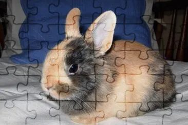 lapin nain jigsaw puzzle