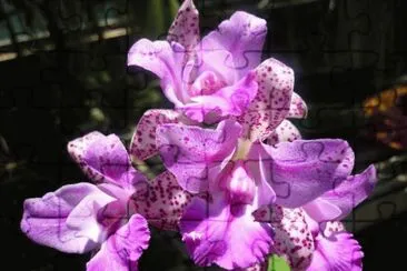 פאזל של orquidea