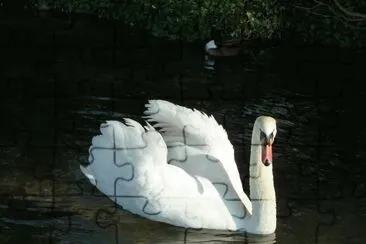 swan jigsaw puzzle