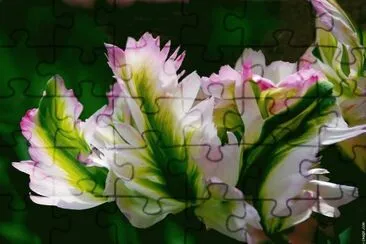 fleurs: tulipe jigsaw puzzle