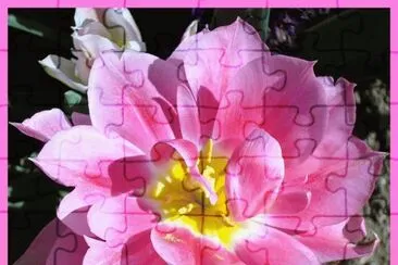 fleurs: tulipe jigsaw puzzle