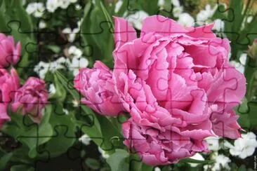 fleurs: pivoine jigsaw puzzle