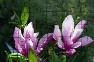 fleurs: magnolias jigsaw puzzle