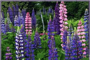 fleurs: lupins