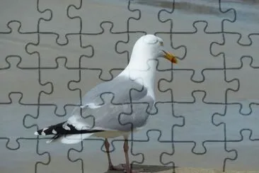 Seagull jigsaw puzzle