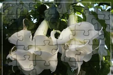 fleurs: datura