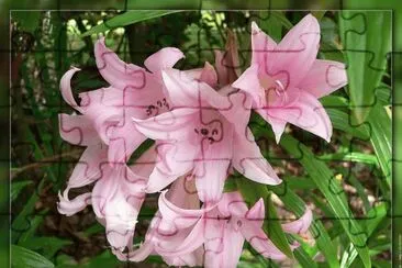 fleurs: amaryllis-belladonna