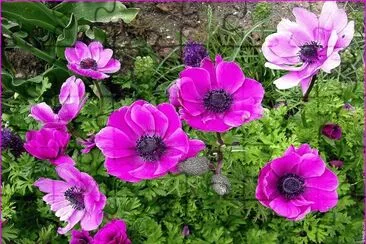 fleurs: anemones