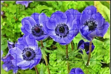 fleurs: anemones