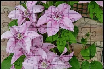 fleurs: clÃ©matite jigsaw puzzle